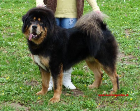 JCH XAVIER  Henriet´s garden,(ARISSA x DJEGO)